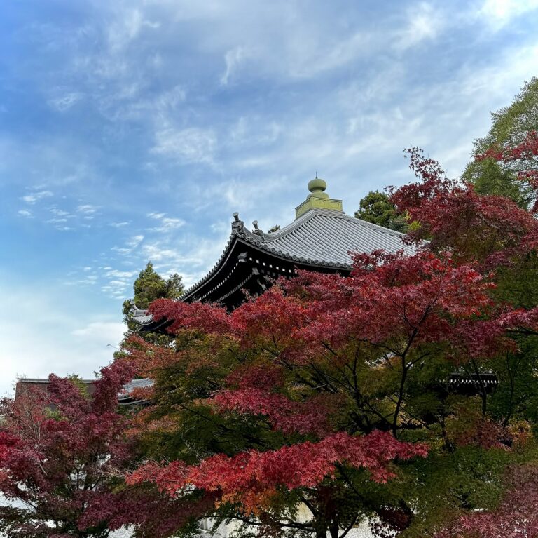 今見頃の京都